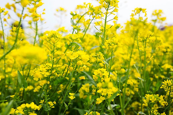 포토 JPG 주간 꽃 사람없음 야외 제주도 봄 유채 유채밭 국내포토 자연요소 식물 계절 밭 한국 파일형식