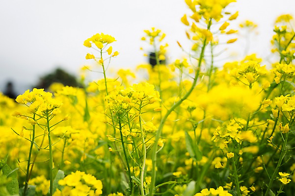 포토 JPG 주간 꽃 사람없음 야외 제주도 봄 유채 유채밭 국내포토 자연요소 식물 계절 밭 한국 파일형식