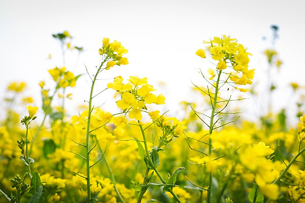 포토 JPG 주간 꽃 사람없음 야외 제주도 봄 유채 유채밭 국내포토 자연요소 식물 계절 밭 한국 파일형식