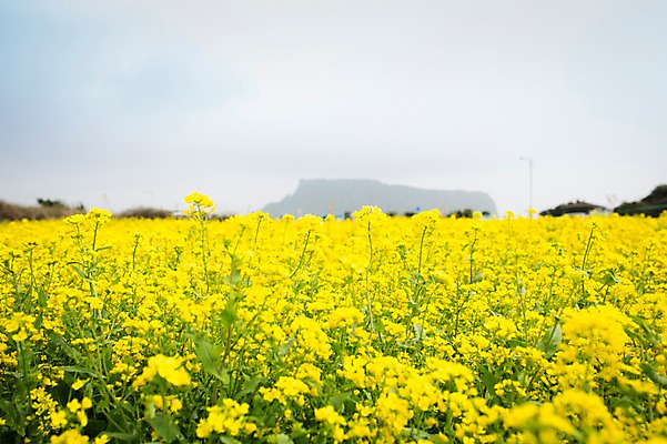 포토 JPG 주간 꽃 사람없음 야외 제주도 봄 유채 유채밭 국내포토 자연요소 식물 계절 밭 한국 파일형식