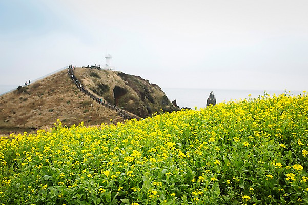 포토 JPG 주간 꽃 사람없음 야외 제주도 봄 유채 유채밭 국내포토 자연요소 식물 계절 밭 한국 파일형식