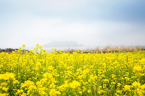 포토 JPG 주간 꽃 사람없음 야외 제주도 봄 유채 유채밭 국내포토 자연요소 식물 계절 밭 한국 파일형식