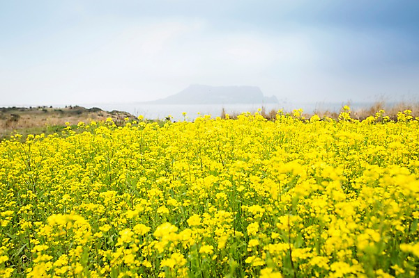 포토 JPG 주간 꽃 사람없음 야외 제주도 봄 유채 유채밭 국내포토 자연요소 식물 계절 밭 한국 파일형식
