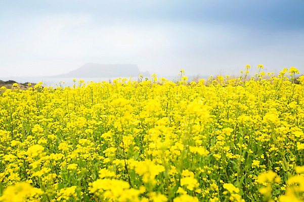 포토 JPG 주간 꽃 사람없음 야외 제주도 봄 유채 유채밭 국내포토 자연요소 식물 계절 밭 한국 파일형식