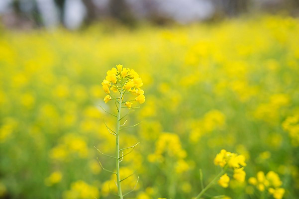 포토 JPG 주간 꽃 사람없음 야외 제주도 봄 유채 유채밭 국내포토 자연요소 식물 계절 밭 한국 파일형식
