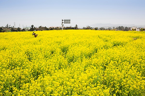 포토 JPG 주간 꽃 풍경 사람없음 야외 제주도 봄풍경 봄 유채 유채밭 국내포토 자연요소 식물 계절 밭 한국 파일형식