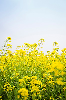 포토 JPG 주간 꽃 사람없음 야외 제주도 봄 유채 유채밭 국내포토 자연요소 식물 계절 밭 한국 파일형식