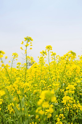 포토 JPG 주간 꽃 사람없음 야외 제주도 봄 유채 유채밭 국내포토 자연요소 식물 계절 밭 한국 파일형식