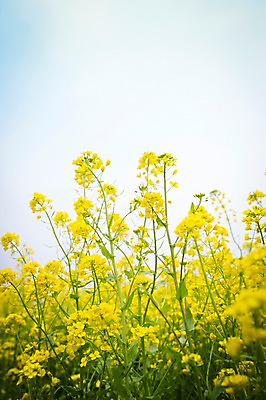 포토 JPG 주간 꽃 사람없음 야외 제주도 봄 유채 유채밭 국내포토 자연요소 식물 계절 밭 한국 파일형식