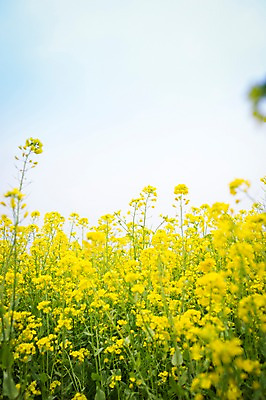 포토 JPG 주간 꽃 사람없음 야외 제주도 봄 유채 유채밭 국내포토 자연요소 식물 계절 밭 한국 파일형식