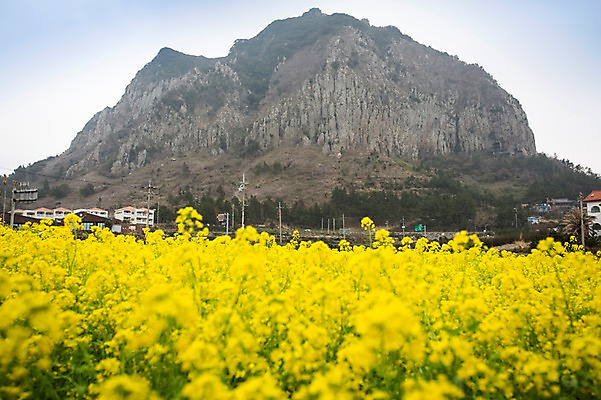 포토 JPG 주간 꽃 사람없음 야외 제주도 봄풍경 봄 돌산 유채 유채밭 국내포토 자연요소 식물 계절 밭 산 한국 풍경 파일형식