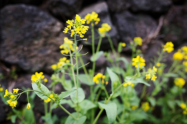 포토 JPG 주간 꽃 사람없음 야외 아웃포커스 제주도 봄 유채 유채밭 국내포토 자연요소 식물 계절 밭 한국 촬영기법 파일형식