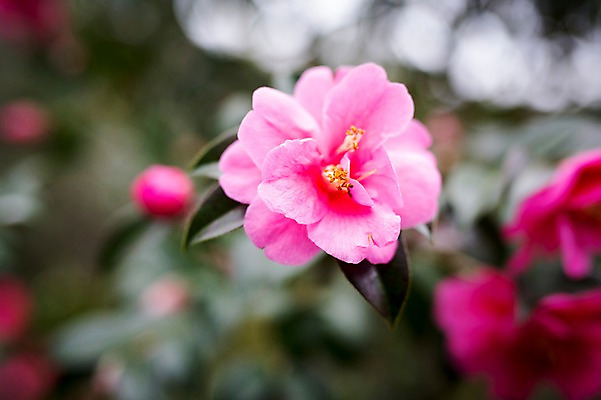 포토 JPG 주간 꽃 근접촬영 사람없음 야외 제주도 봄 동백 동백나무 국내포토 자연요소 나무 식물 계절 뷰포인트 한국 파일형식