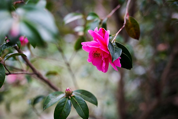 포토 JPG 주간 꽃 근접촬영 사람없음 야외 제주도 봄 동백 동백나무 국내포토 자연요소 나무 식물 계절 뷰포인트 한국 파일형식
