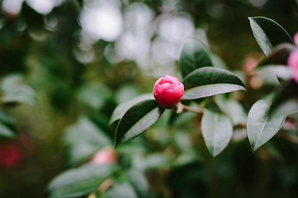 포토 JPG 주간 꽃 근접촬영 사람없음 야외 제주도 봄 동백 동백나무 국내포토 자연요소 나무 식물 계절 뷰포인트 한국 파일형식