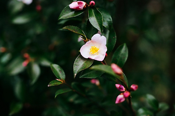포토 JPG 주간 꽃 근접촬영 사람없음 야외 제주도 봄 동백 동백나무 국내포토 자연요소 나무 식물 계절 뷰포인트 한국 파일형식