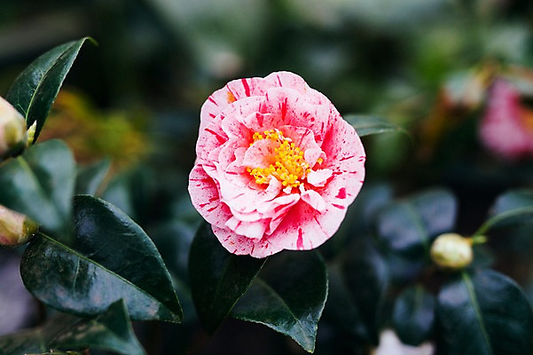 포토 자연요소 나무 식물 계절 꽃 뷰포인트 한국 파일형식 제주도 사람없음 JPG 동백나무 동백 봄 주간 야외 근접촬영 국내포토