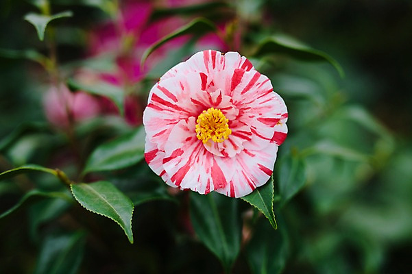 포토 JPG 주간 꽃 근접촬영 사람없음 야외 제주도 봄 동백 동백나무 국내포토 자연요소 나무 식물 계절 뷰포인트 한국 파일형식