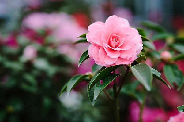 포토 JPG 주간 꽃 근접촬영 사람없음 야외 제주도 봄 동백 동백나무 국내포토 자연요소 나무 식물 계절 뷰포인트 한국 파일형식