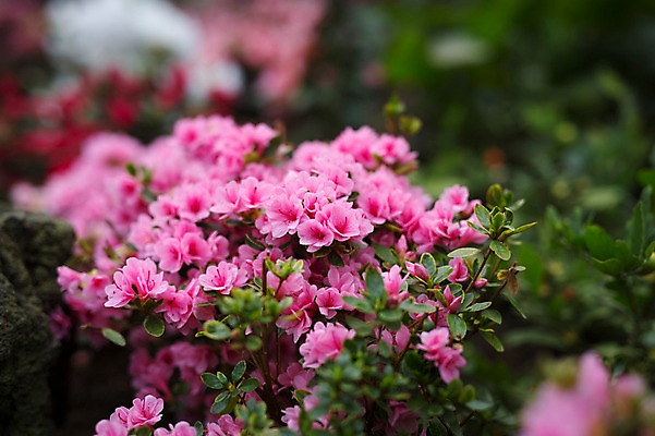 포토 JPG 주간 꽃 사람없음 야외 아웃포커스 제주도 봄 철쭉 국내포토 자연요소 식물 계절 한국 촬영기법 파일형식