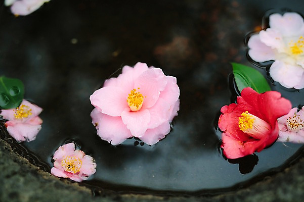 포토 JPG 주간 꽃 사람없음 야외 물 제주도 봄 동백 국내포토 자연요소 식물 계절 한국 파일형식