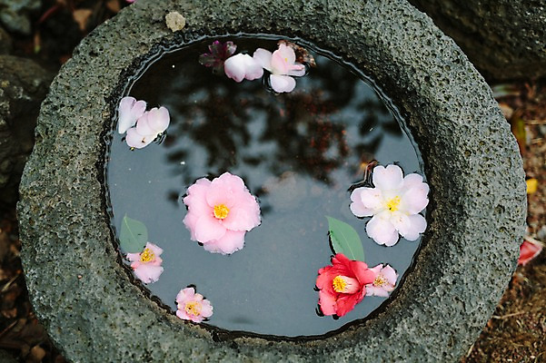 포토 JPG 주간 꽃 사람없음 야외 물 제주도 봄 동백 국내포토 자연요소 식물 계절 한국 파일형식