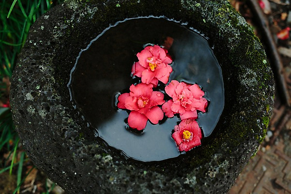 포토 JPG 주간 꽃 사람없음 야외 물 제주도 봄 동백 국내포토 자연요소 식물 계절 한국 파일형식