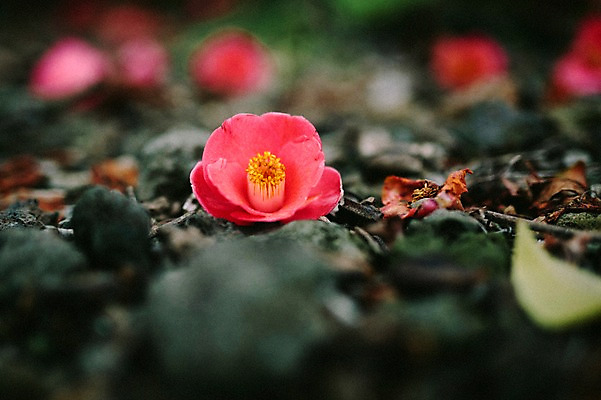 포토 JPG 주간 꽃 바닥 사람없음 야외 아웃포커스 제주도 봄 돌_바위 동백 국내포토 자연요소 식물 계절 한국 촬영기법 파일형식