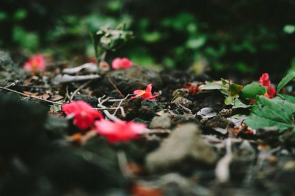 포토 JPG 주간 꽃 나뭇잎 바닥 사람없음 야외 제주도 봄 돌_바위 동백 국내포토 자연요소 식물 계절 잎 한국 파일형식