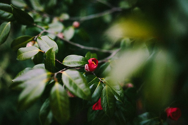 포토 JPG 주간 꽃 사람없음 야외 제주도 봄 동백 동백나무 국내포토 자연요소 나무 식물 계절 한국 파일형식
