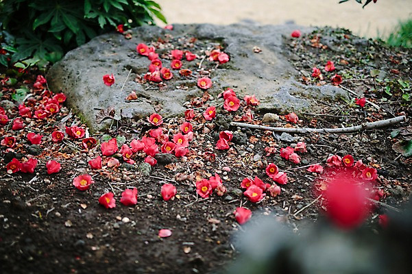 포토 JPG 주간 꽃잎 꽃 바닥 사람없음 야외 제주도 봄 돌_바위 동백 낙화 국내포토 자연요소 식물 계절 한국 파일형식
