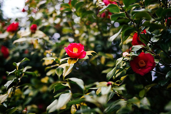포토 JPG 주간 꽃 근접촬영 사람없음 야외 제주도 봄 동백 동백나무 국내포토 자연요소 나무 식물 계절 뷰포인트 한국 파일형식