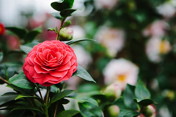 포토 JPG 주간 꽃 사람없음 야외 아웃포커스 제주도 봄 동백 동백나무 국내포토 자연요소 나무 식물 계절 한국 촬영기법 파일형식