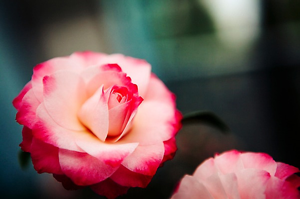 포토 JPG 주간 꽃 근접촬영 사람없음 야외 제주도 봄 동백 동백나무 국내포토 자연요소 나무 식물 계절 뷰포인트 한국 파일형식