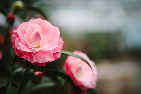 포토 JPG 주간 꽃 근접촬영 사람없음 야외 제주도 봄 동백 동백나무 국내포토 자연요소 나무 식물 계절 뷰포인트 한국 파일형식