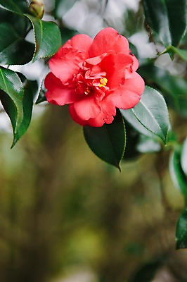 포토 JPG 주간 꽃 근접촬영 사람없음 야외 제주도 봄 동백 동백나무 국내포토 자연요소 나무 식물 계절 뷰포인트 한국 파일형식