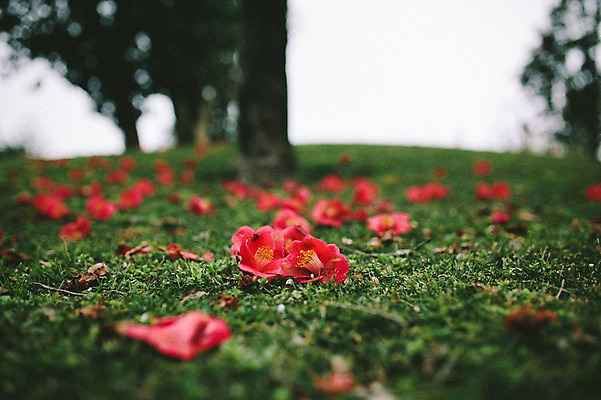 포토 JPG 주간 꽃 잔디 사람없음 야외 제주도 봄 동백 국내포토 자연요소 식물 계절 한국 파일형식