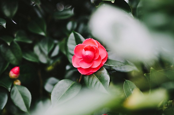 포토 JPG 주간 꽃 근접촬영 사람없음 야외 제주도 봄 동백 동백나무 국내포토 자연요소 나무 식물 계절 뷰포인트 한국 파일형식