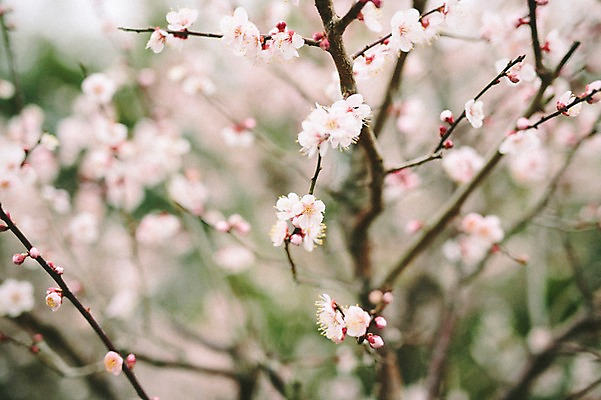 포토 JPG 주간 꽃 사람없음 야외 제주도 봄 벚꽃 벚나무 국내포토 자연요소 나무 식물 계절 한국 파일형식