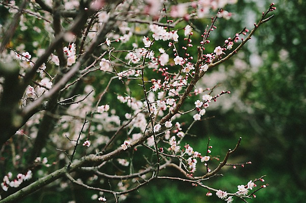 포토 JPG 주간 꽃 사람없음 야외 제주도 봄 벚꽃 벚나무 국내포토 자연요소 나무 식물 계절 한국 파일형식