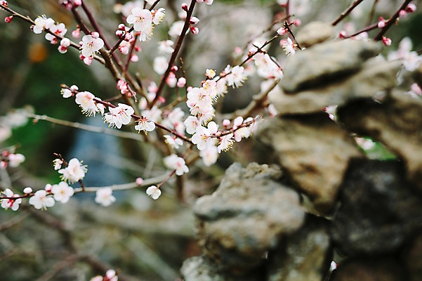 포토 JPG 주간 꽃 사람없음 야외 제주도 봄 벚꽃 돌_바위 벚나무 국내포토 자연요소 나무 식물 계절 한국 파일형식
