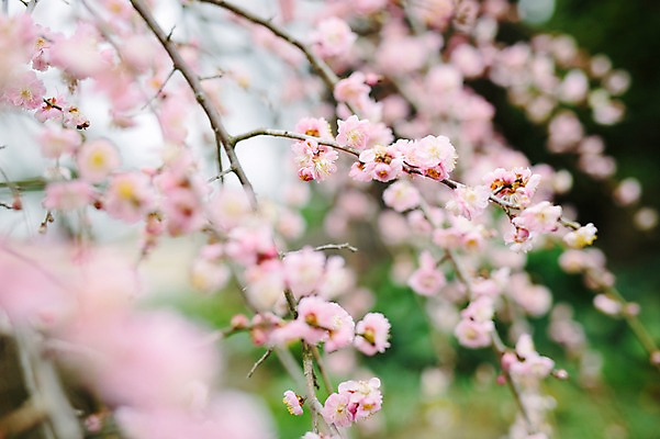 포토 JPG 주간 꽃 사람없음 야외 제주도 봄 벚꽃 벚나무 국내포토 자연요소 나무 식물 계절 한국 파일형식