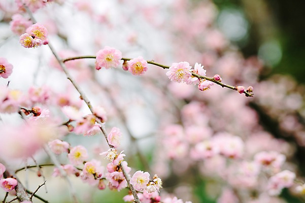 포토 JPG 주간 꽃 사람없음 야외 제주도 봄 벚꽃 벚나무 국내포토 자연요소 나무 식물 계절 한국 파일형식