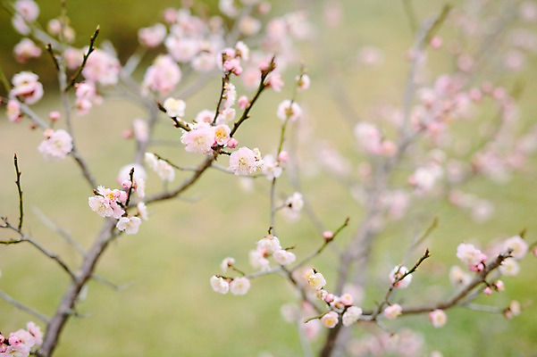 포토 JPG 주간 꽃 사람없음 야외 제주도 봄 벚꽃 벚나무 국내포토 자연요소 나무 식물 계절 한국 파일형식
