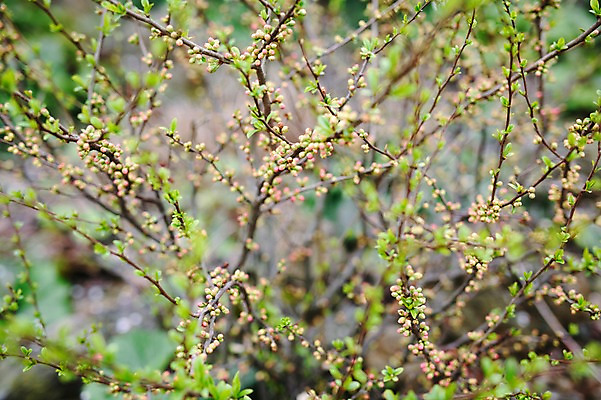 포토 JPG 주간 꽃 사람없음 야외 제주도 봄 벚꽃 벚나무 국내포토 자연요소 나무 식물 계절 한국 파일형식