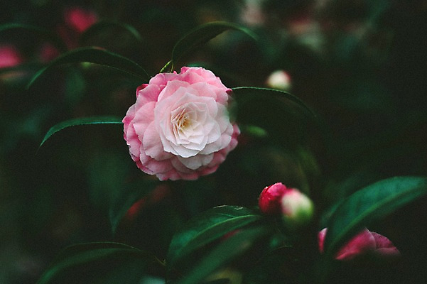 포토 JPG 주간 꽃 근접촬영 사람없음 야외 제주도 봄 동백 동백나무 국내포토 자연요소 나무 식물 계절 뷰포인트 한국 파일형식