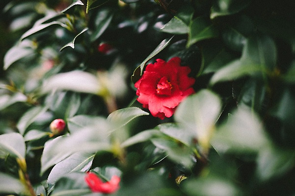 포토 JPG 주간 꽃 근접촬영 사람없음 야외 제주도 봄 동백 동백나무 국내포토 자연요소 나무 식물 계절 뷰포인트 한국 파일형식