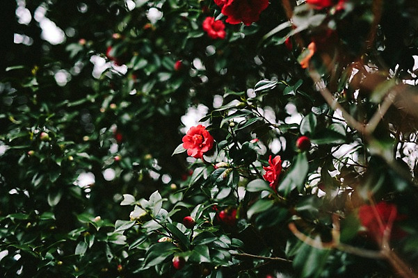 포토 JPG 주간 꽃 사람없음 야외 제주도 봄 동백 동백나무 국내포토 자연요소 나무 식물 계절 한국 파일형식