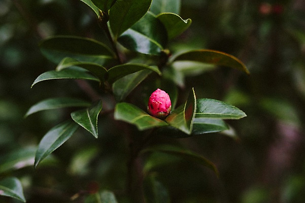 포토 JPG 주간 꽃 사람없음 야외 제주도 봄 동백 동백나무 국내포토 자연요소 나무 식물 계절 한국 파일형식
