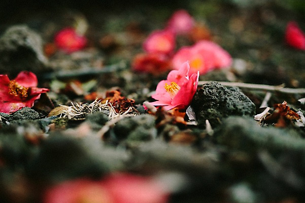 포토 JPG 주간 꽃 바닥 사람없음 야외 제주도 봄 돌_바위 동백 국내포토 자연요소 식물 계절 한국 파일형식